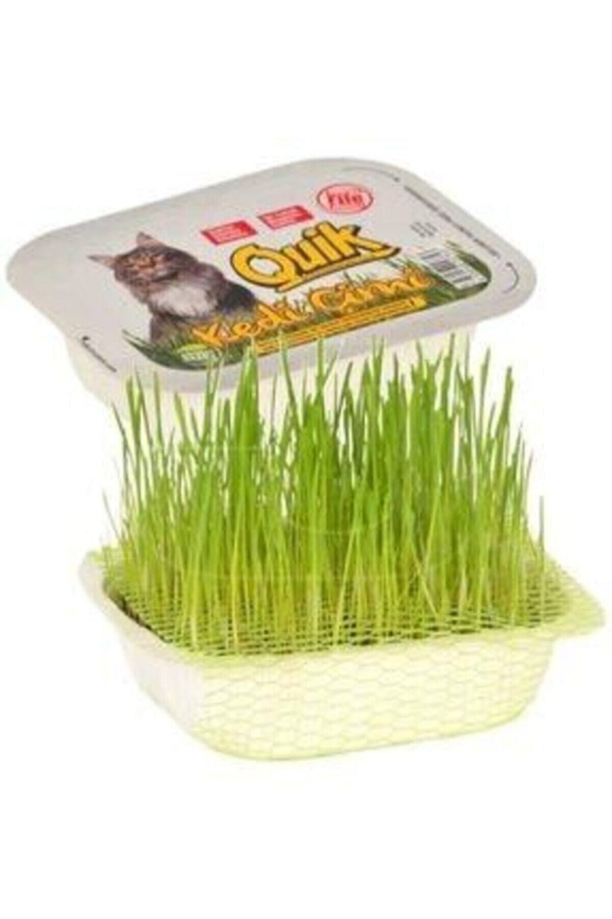 Kedi Çimi Fileli Kase